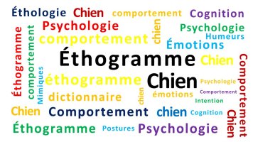 thogramme-chien